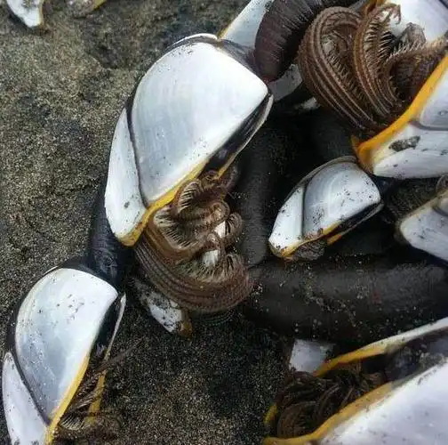 其实这是一种贝壳,管状物缩回去之后也不是太吓人.再来一张近照