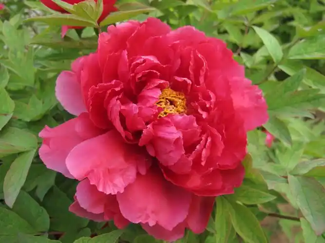 富贵之花红牡丹