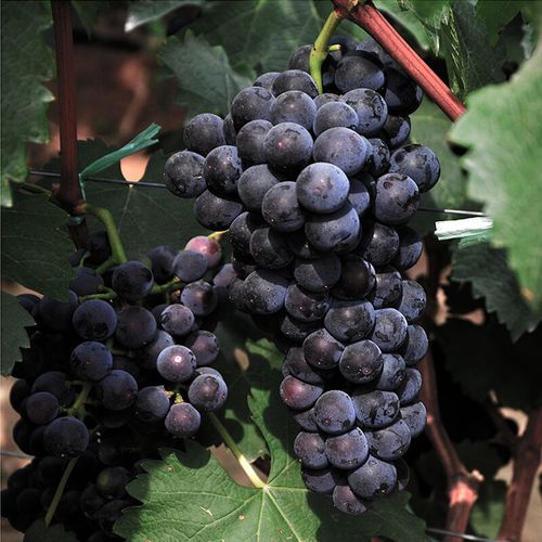 龙觇云南夏黑葡萄新鲜当季水果黑提子无籽葡萄孕妇生鲜团购送礼 1000g