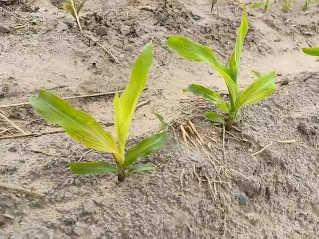 玉米红苗,紫苗和白化苗