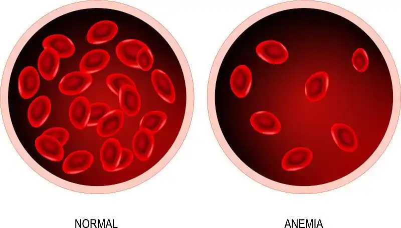 红细胞携带氧分子