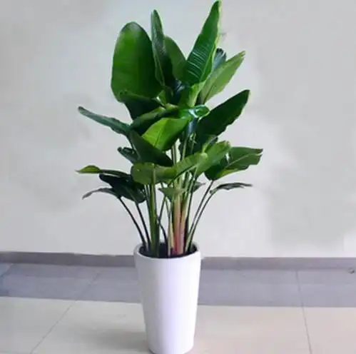 活性炭和植物对空气有净化作用吗