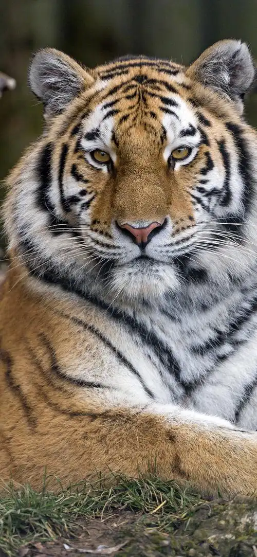 壁纸|高清手机壁纸