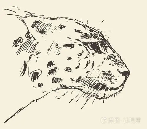 豹子头风格插画手的素描画