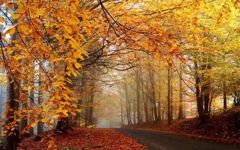 唯美的薄雾枫叶小路电脑壁纸图片-风景壁纸 - 壁纸家