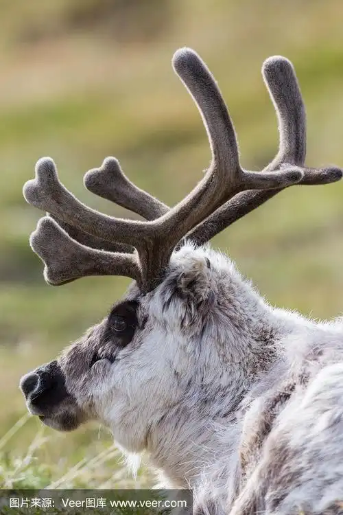 斯瓦尔巴群岛驯鹿的侧视图特写