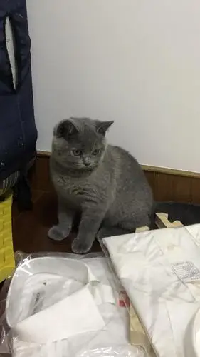 英国短毛猫急售便宜出