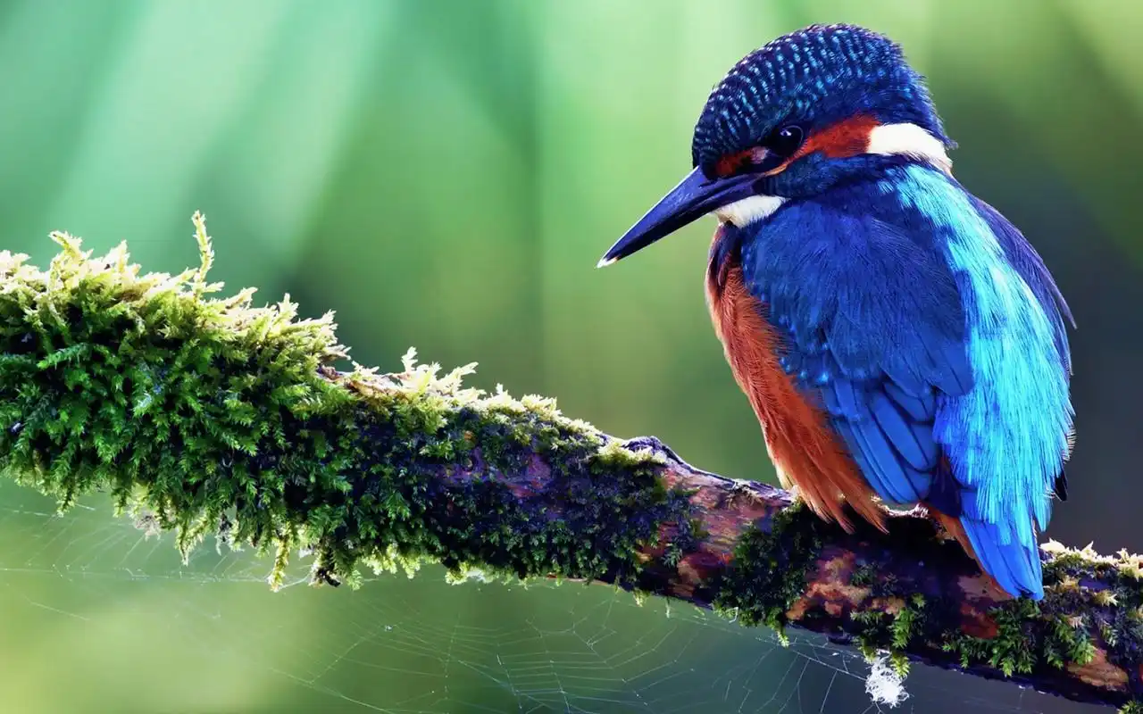 摄影图片桌面壁纸,大千世界的各类动物萌宠,可爱小清新风格的摄影图片