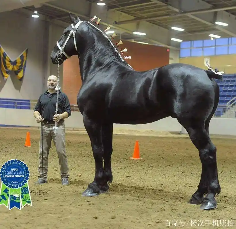 大宛良马世界好马