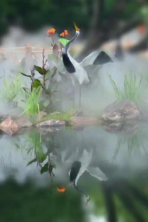 荷花——7月3日于古漪园