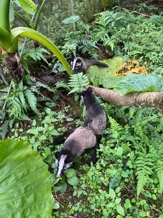 白鼻心宝宝4个月长成「亚成体」 野化训练助它适应大自然