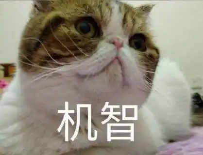 萌宠猫星人机智聪明呆萌可爱gif动图_动态图_表情包下载_soogif