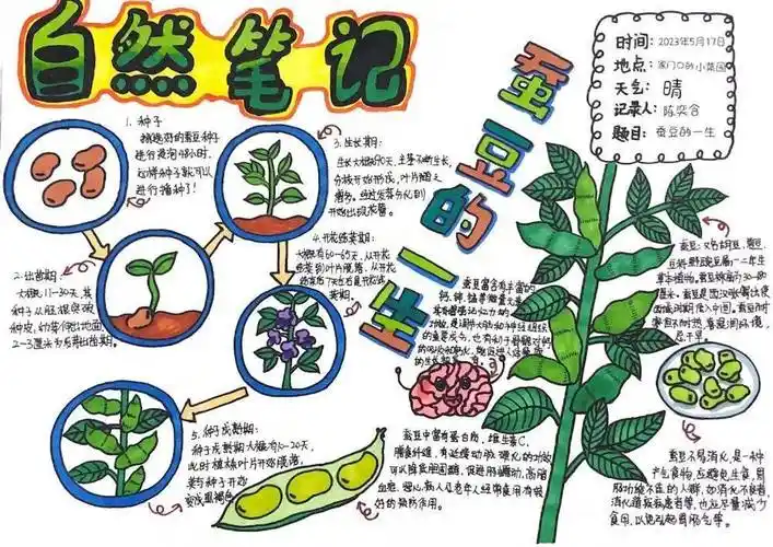 作品名称:《蚕豆的一生》作者:陈奕含学校:沭阳县塘沟中心小学指导