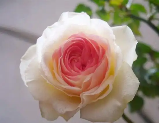 月季界的"小魔女"