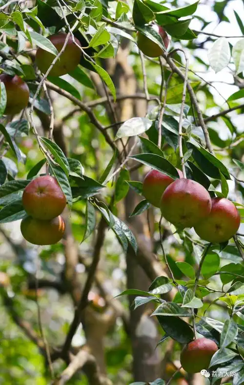 8000多亩大山深处拟建红花油茶森林公园