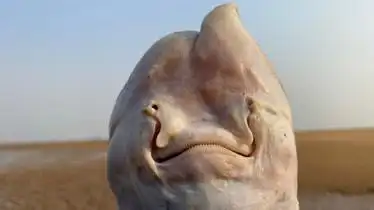 大玲赶海,在海边排水管捡到魔鬼鱼,笑起来和孩子脸一样