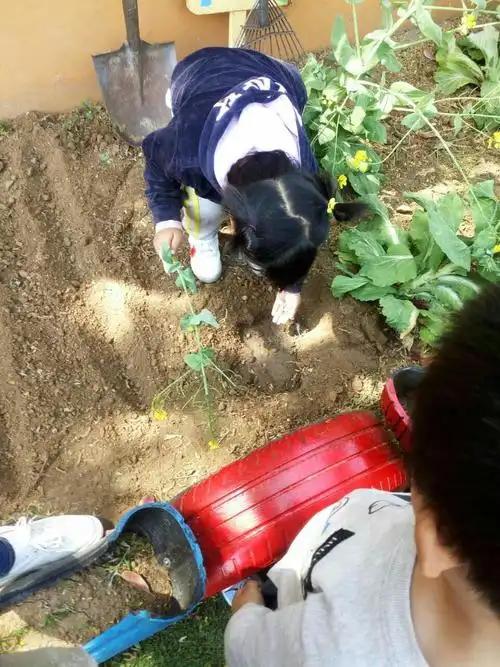 平度经济开发区东方明珠幼儿园豆豆三班"菜园小种",让孩子感受自然