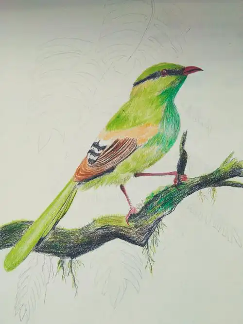 偶尔彩铅花鸟1――蓝绿鹊