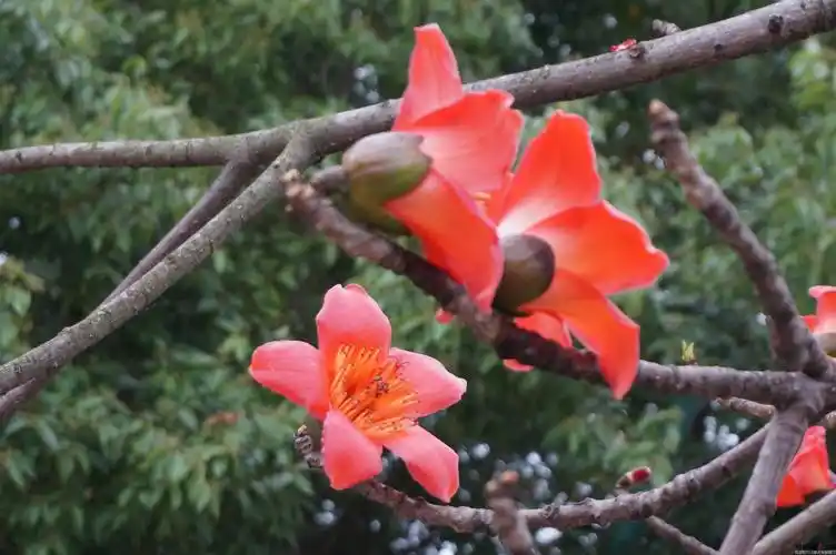 广东人怕湿,咸湿.惠州淡澳的木棉花已经开了,红彤彤挂满了枝头,.
