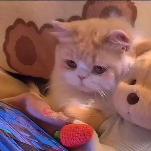 有没有敲可爱的猫咪头像? - 知乎