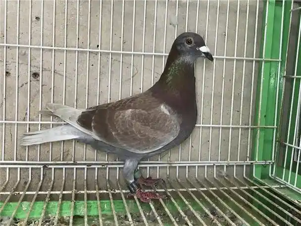 鸽子杂交配对,作育出来的鸽子一般不会有退化问题.