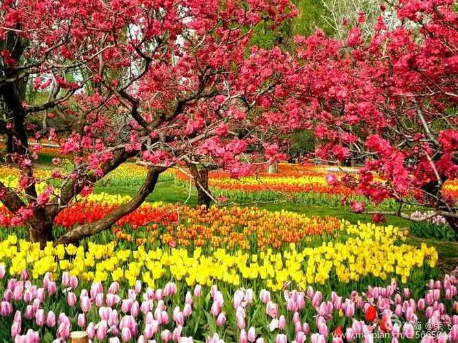 2018美丽春天 桃花篇