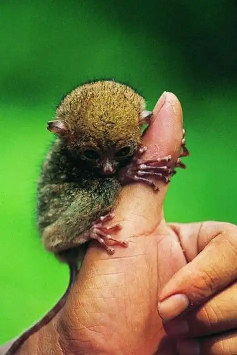 世界上最奇怪的动物之一——眼镜猴,你见过吗?