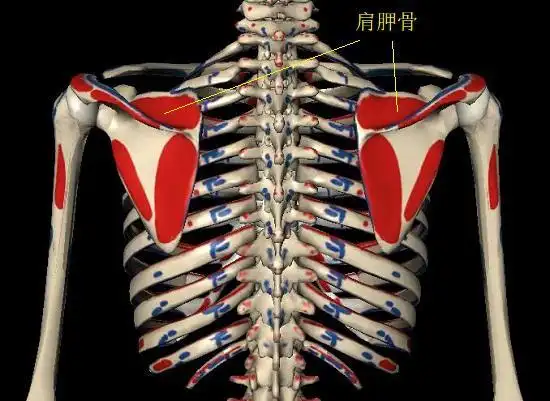 肩胛骨功能康复的前提和思路