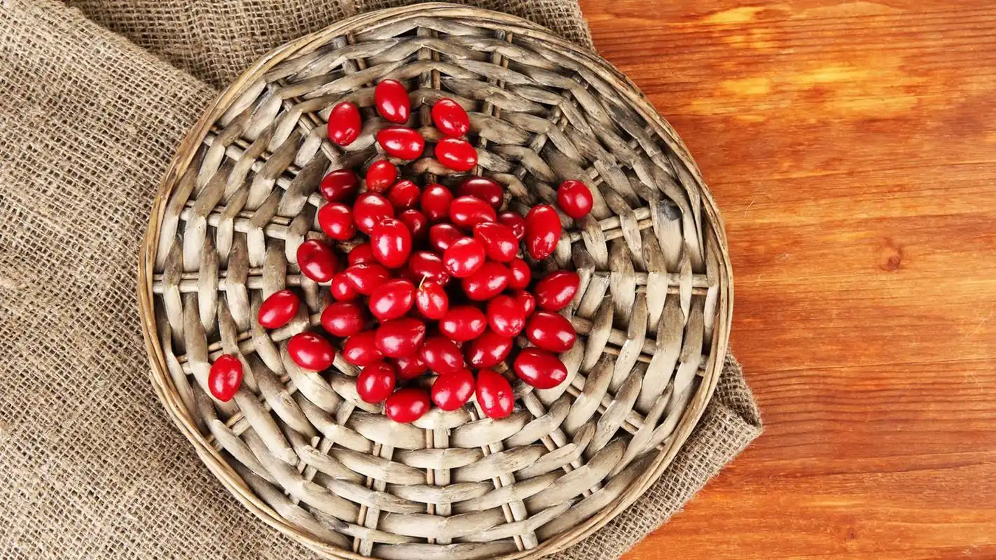 重阳节红色茱萸鲜艳果子桌面壁纸下载