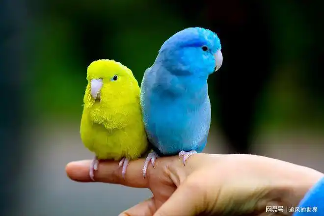 蓝太平洋鹦鹉(应该是这个名字)是不是很漂亮可爱