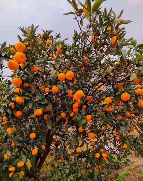 留树保鲜法主要应用在柑橘上,当柑橘成熟后,并不全部摘下,留存一部分