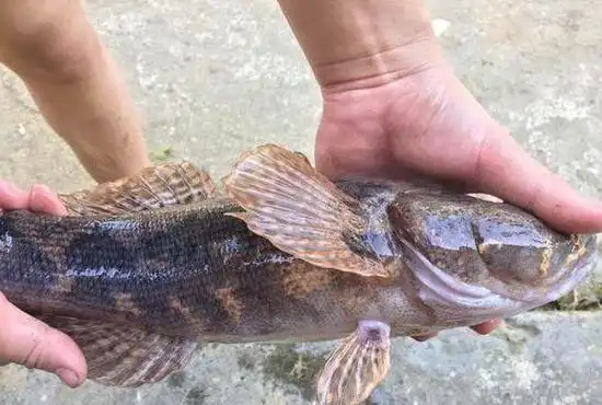 有一种鱼叫笋壳鱼平时很难钓到这条却有两斤多这是笋壳鱼吗