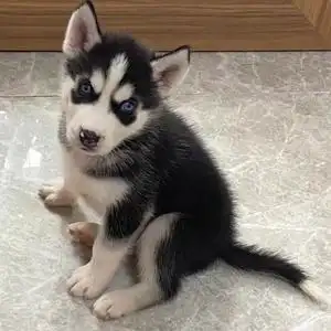 便宜狗狗幼犬哈士奇