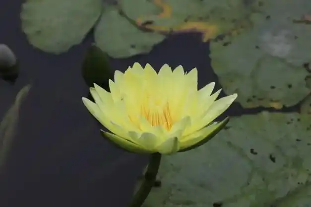 之所以叫九品香莲,是因为有金,黄,紫,蓝,赤,茶,绿,红,白九个色系,其中