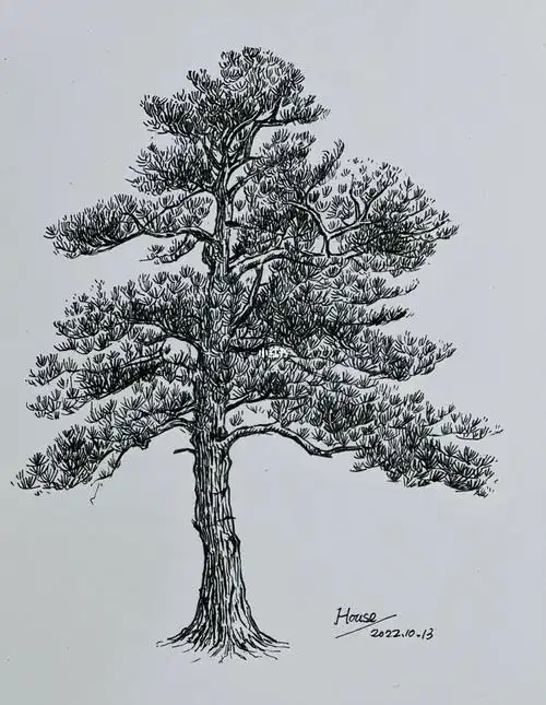 钢笔画松树的作业