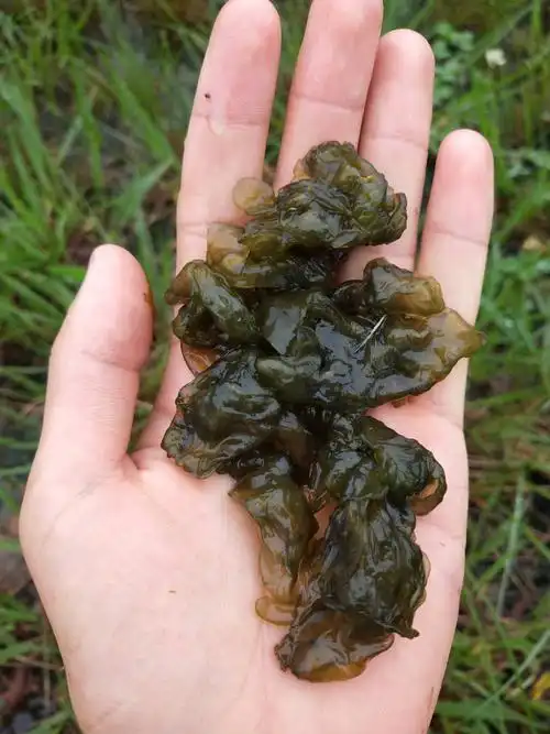 张疯子带你寻野生地木耳,这两年环境好了,下了大雨后就有了!