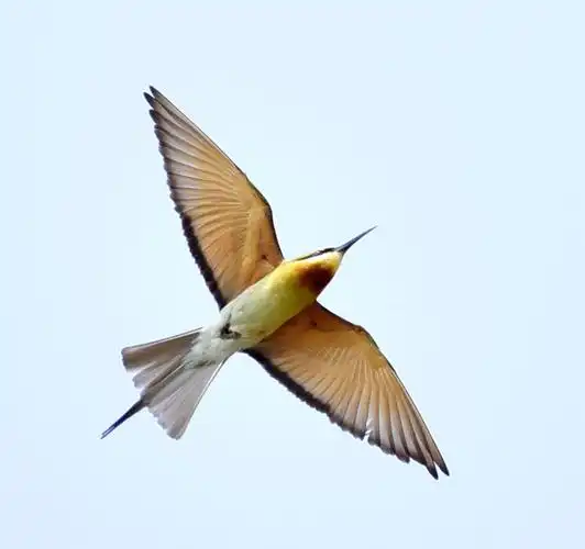 "中国最美丽的鸟"——栗喉蜂虎鸟飞临广东饶平县