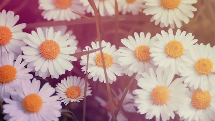 清新养眼花卉图片桌面壁纸高清大图预览1920x1080_植物壁纸下载_美桌