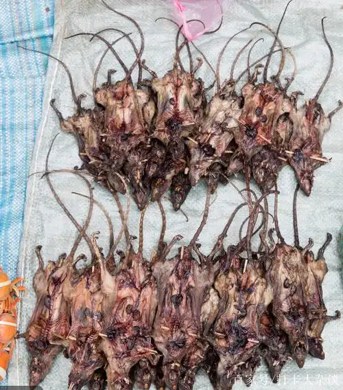 非洲人的重口味烤老鼠,你吃过吗?