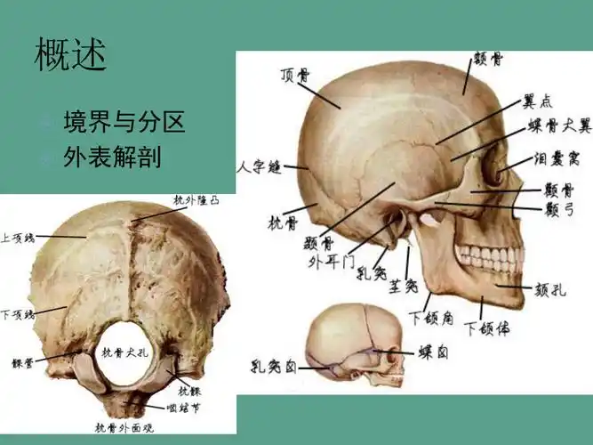局解-理论课—头部ppt课件_第3页