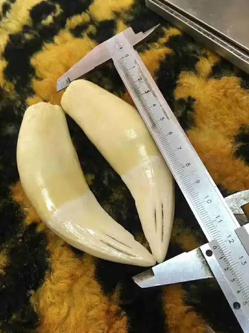 请高手给我看看老虎牙是真的吗?朋友要700元卖给我