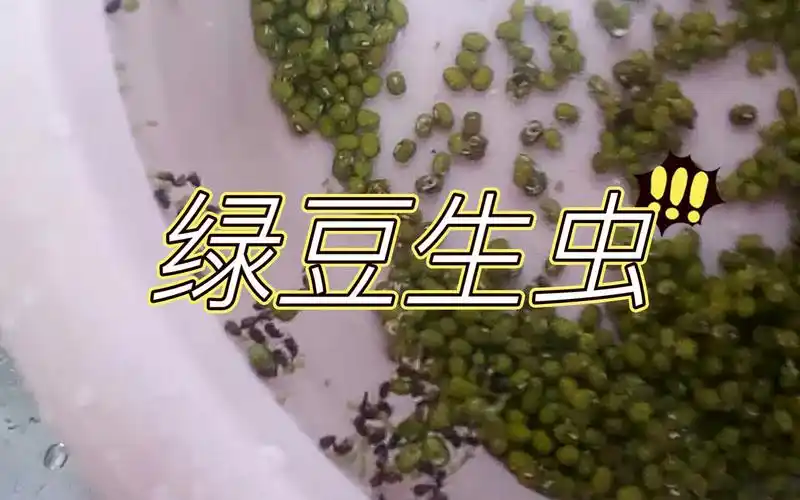 密封存储的绿豆为啥会生虫?