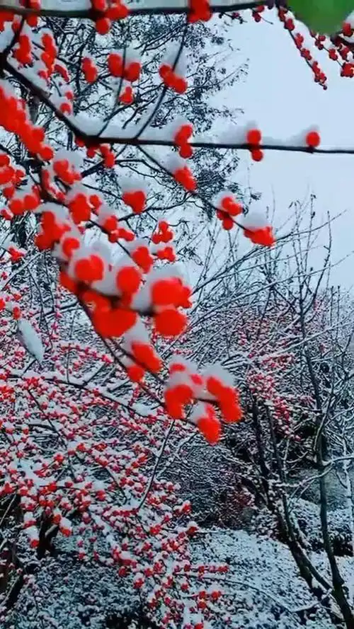 雪中红梅美如画