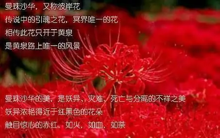 彼岸花是不是真的是灾难之花,地狱之花