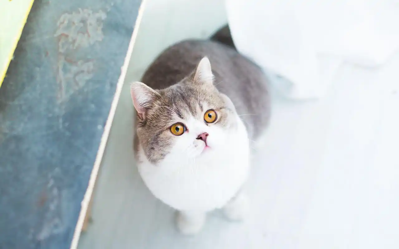 可爱的猫咪高清桌面壁纸