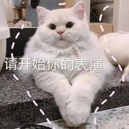萌宠喵星人请开始你的表演开始吧呆萌可爱gif动图_动态图_表情包下载