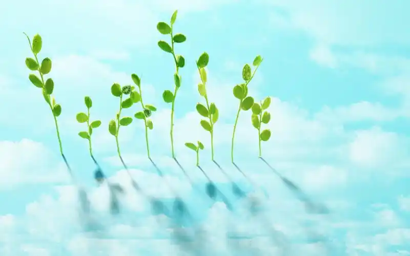 绿色清新护眼高清桌面壁纸