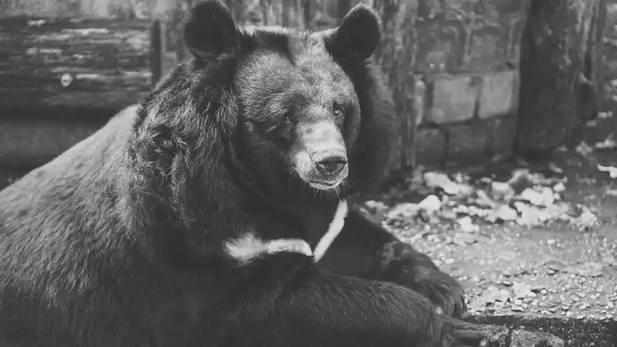 悲伤的熊,黑白图片 1080x1920 iphone 8/7/6/6s plus 壁纸,图片,背景