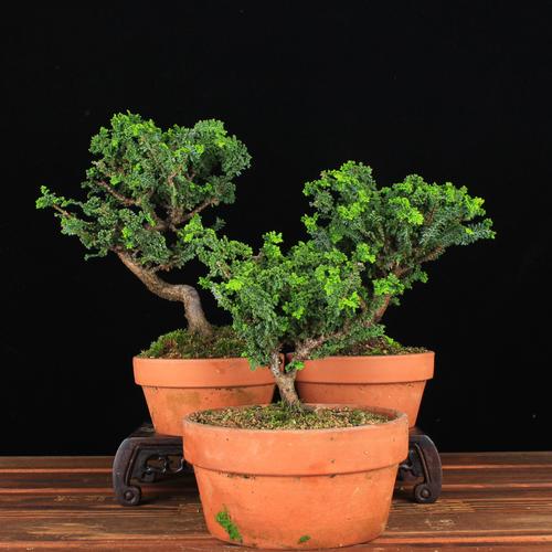 万园盆栽 日本石化桧 八房性桧柏小品微型盆景