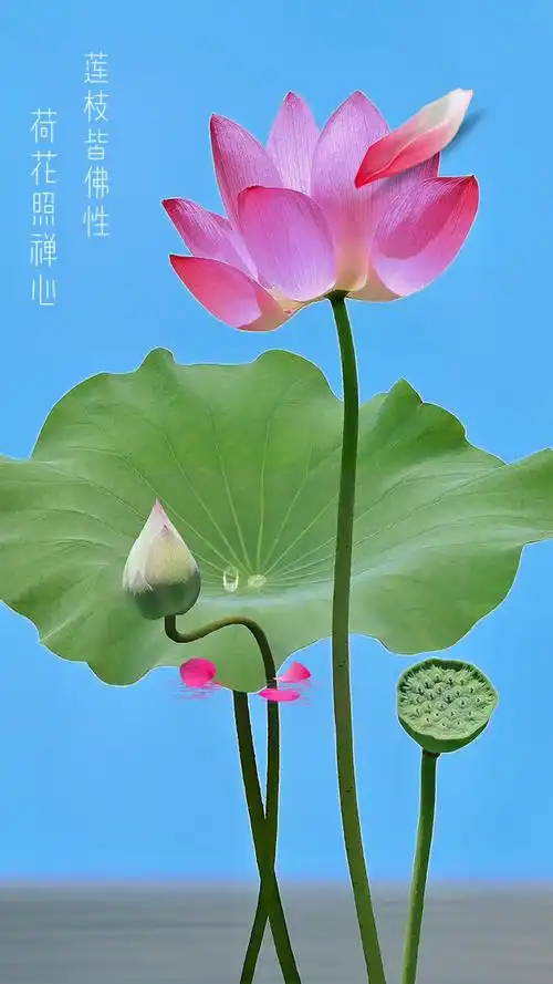 禅意  莲枝皆佛性,荷花照禅心; 喧嚣有禅音,静心待生活.